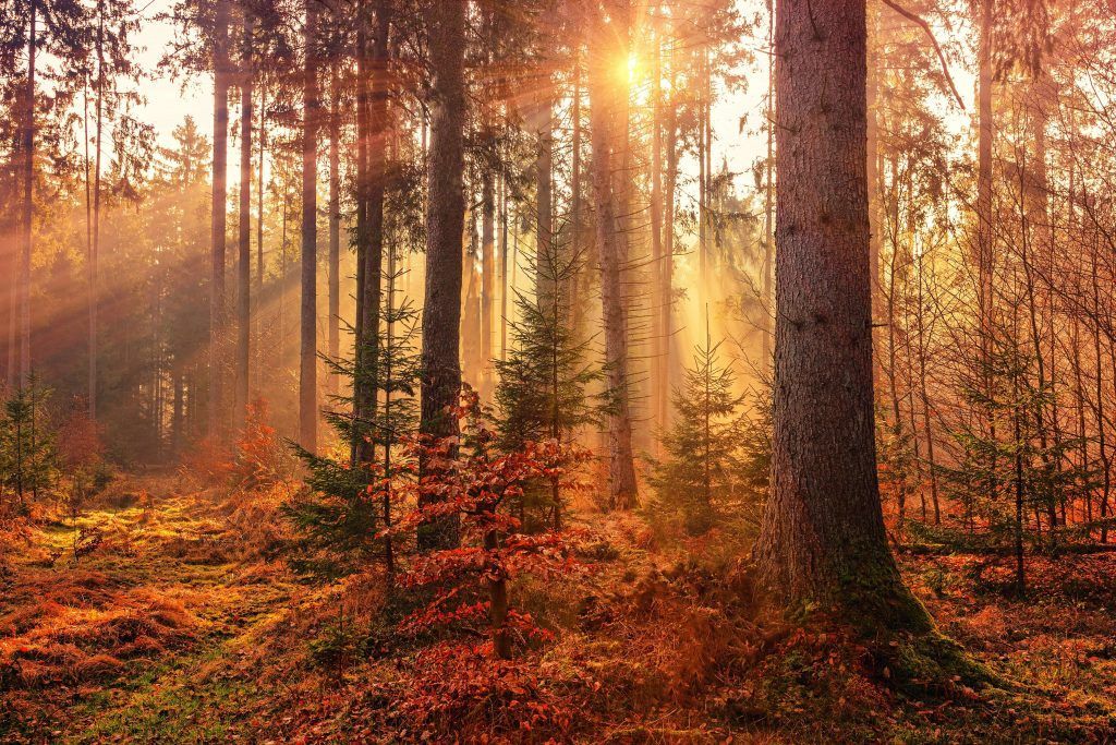 Bosque otoñal - ¿QUÉ VENTAJAS TIENE CASARTE EN OTOÑO?